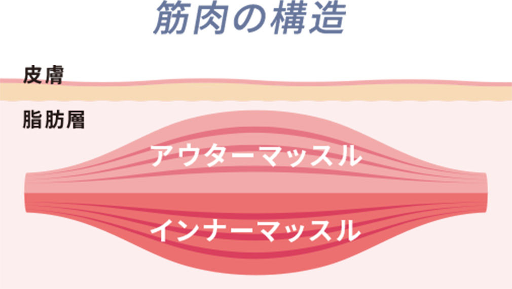 筋肉の構造