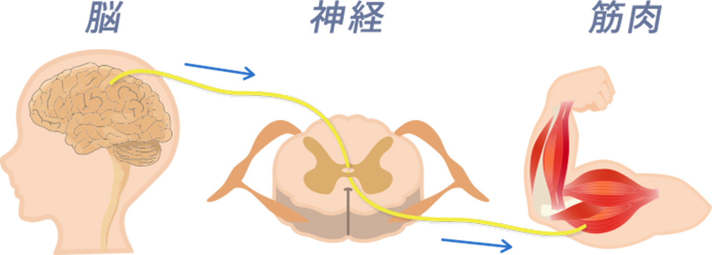 脳・神経・筋肉